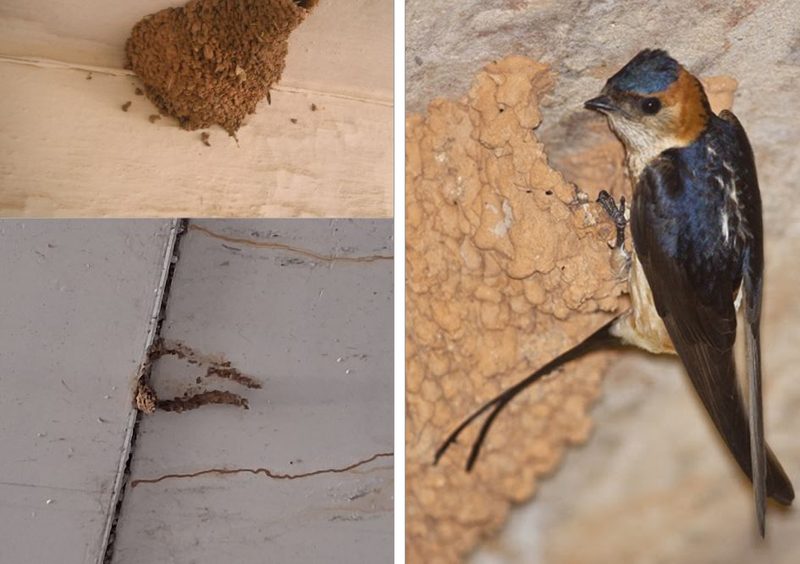 Nidos de golondrina protegidos durante las obras.